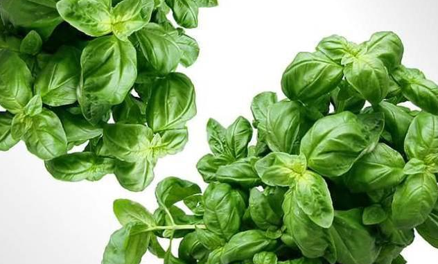 孕期知識(shí)：除了穿防輻射服，孕媽還可以靠吃它們，防輻射